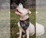 Small #1 American Pit Bull Terrier Mix