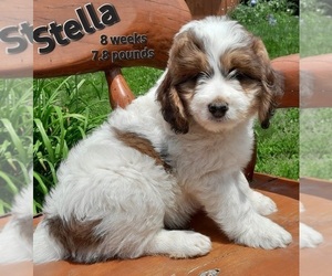 Australian Labradoodle Puppy for Sale in MILLVILLE, Minnesota USA