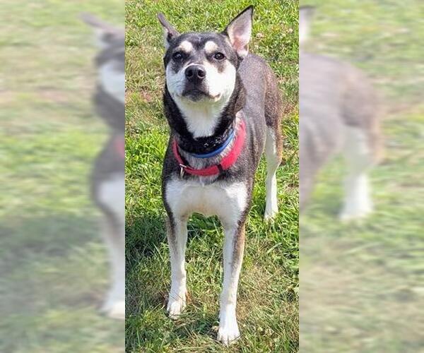 Medium Photo #1 Gerberian Shepsky Puppy For Sale in Akron, OH, USA