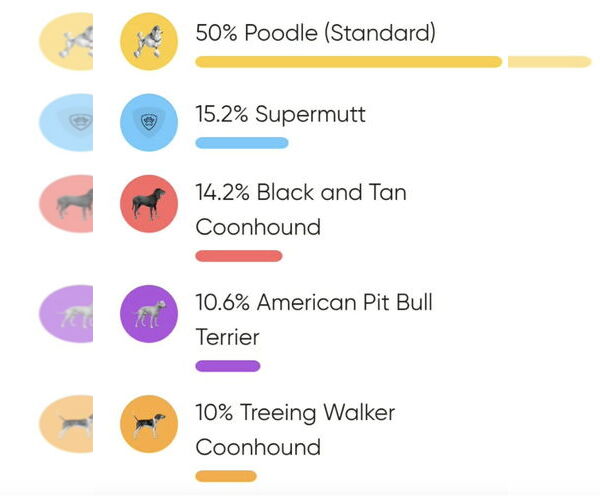 Medium Photo #2 Poodle (Standard)-Unknown Mix Puppy For Sale in Walnutport, PA, USA