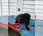 Puppy Black Male Borador