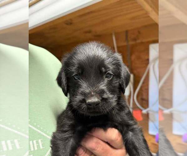 Medium Photo #1 Golden Retriever-Unknown Mix Puppy For Sale in Bolivar, MO, USA