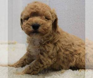 Goldendoodle (Miniature) Puppy for sale in SAVANNAH, TN, USA