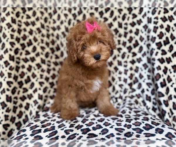 Medium Photo #2 Aussiedoodle Miniature  Puppy For Sale in LAKELAND, FL, USA
