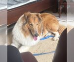 Small Collie