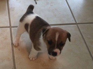Jack Russell Terrier Puppy for sale in HYGIENE, CO, USA