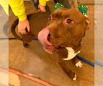 Small #6 American Staffordshire Terrier Mix