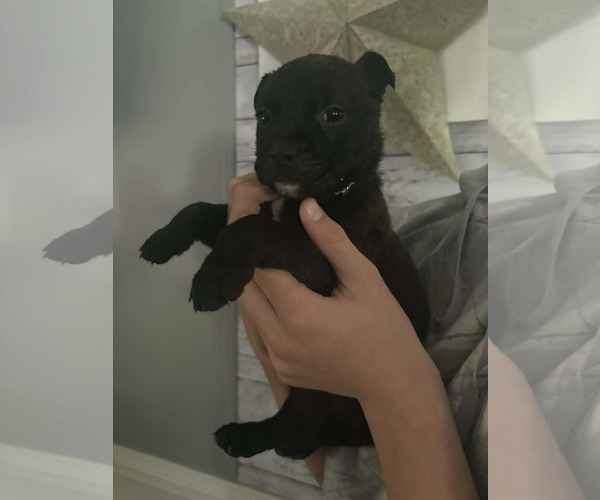 Medium Photo #6 German Shepherd Dog-Unknown Mix Puppy For Sale in Holly Springs, NC, USA
