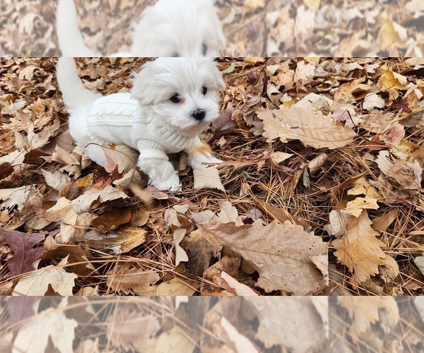 Medium Photo #7 Maltese Puppy For Sale in CHESAPEAKE, VA, USA