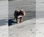Small Photo #2 Bulldog Puppy For Sale in ONTARIO, CA, USA