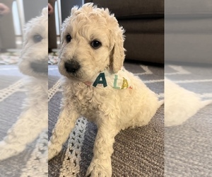 Goldendoodle Puppy for sale in WILSON, NC, USA