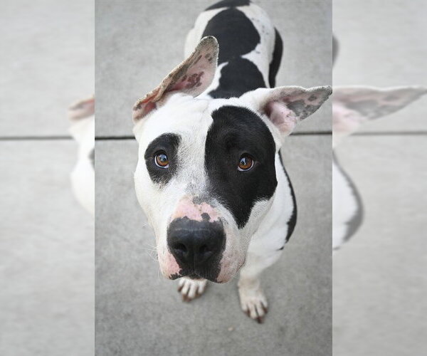 Medium Photo #3 Bull Terrier-Unknown Mix Puppy For Sale in Sacramento, CA, USA