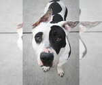 Small #2 Bull Terrier Mix