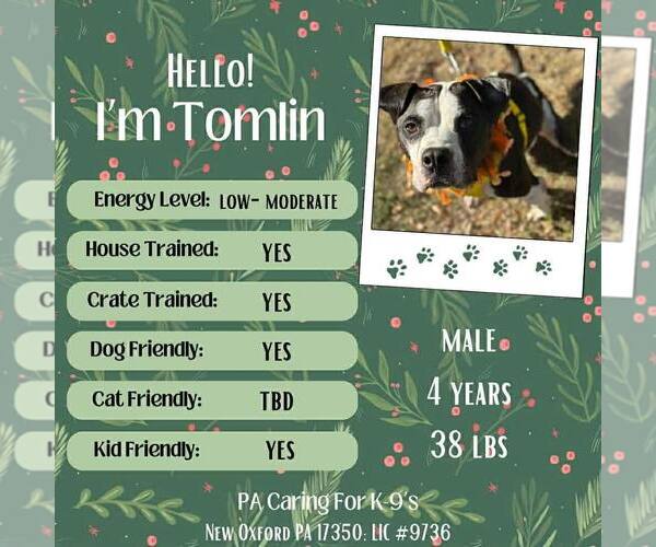 Medium Photo #2 American Bulldog-Unknown Mix Puppy For Sale in New Oxford , PA, USA