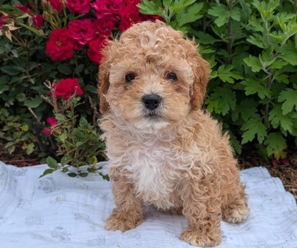 Medium Photo #3 Cock-A-Poo Puppy For Sale in GOSHEN, IN, USA