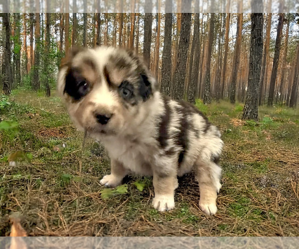Medium Photo #8 Australian Shepherd Puppy For Sale in WILLIAMS, AZ, USA