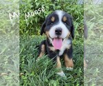 Puppy Moose Bernedoodle