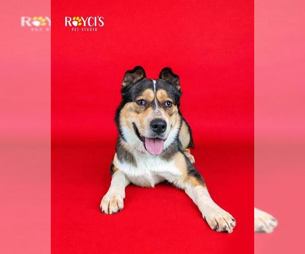 Medium Photo #1 Gerberian Shepsky Puppy For Sale in West Valley, UT, USA