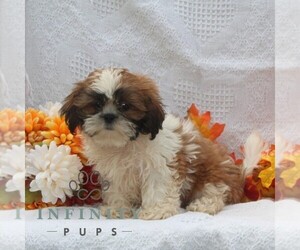 Shih Tzu Puppy for sale in RISING SUN, MD, USA
