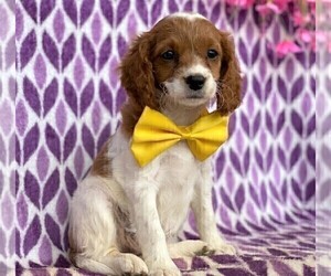 Cavalier King Charles Spaniel-Poodle (Toy) Mix Puppy for sale in RISING SUN, MD, USA