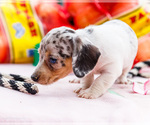 Small Photo #34 Dachshund Puppy For Sale in WAKARUSA, IN, USA