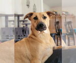 Small #3 Labrador Retriever Mix
