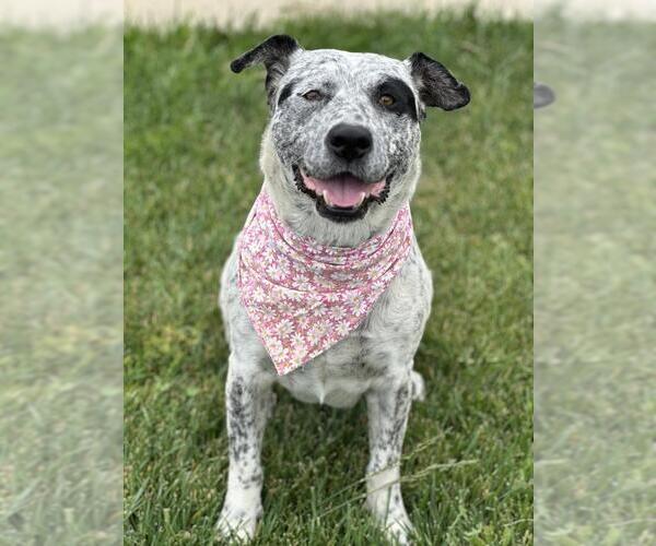 Medium Photo #1 Mutt Puppy For Sale in Santa Barbara, CA, USA