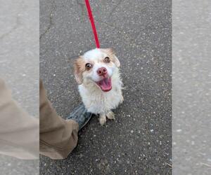 Cocker Spaniel-Unknown Mix Dogs for adoption in Forestville, MD, USA