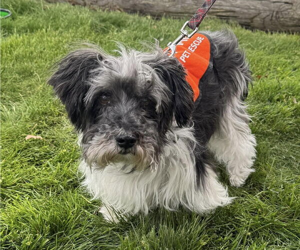 Medium Photo #10 Mutt Puppy For Sale in Boonton, NJ, USA