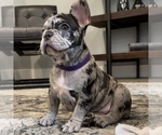 Small Photo #39 French Bulldog Puppy For Sale in GIG HARBOR, WA, USA