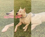 Small Photo #27 Dogo Argentino Puppy For Sale in ARLINGTON, TX, USA