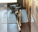 Small #3 Great Dane