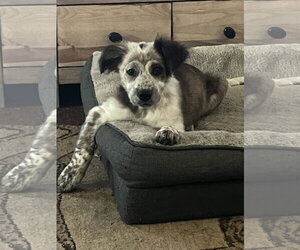 Mutt Dogs for adoption in Garden City, NY, USA