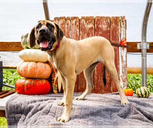 Mastiff Litter for sale in WAKARUSA, IN, USA