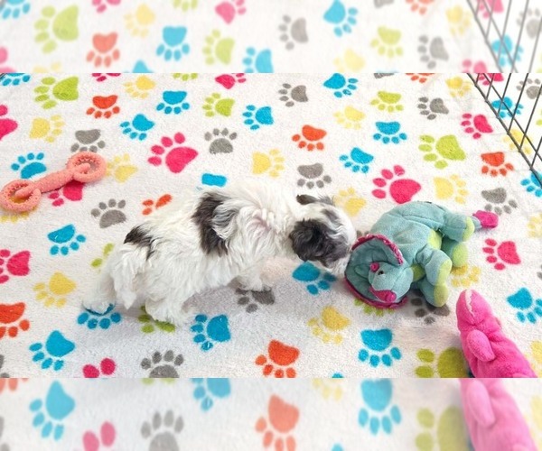 Medium Photo #13 Havapoo Puppy For Sale in ORO VALLEY, AZ, USA