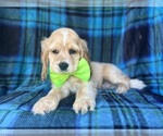 Small #1 Cocker Spaniel