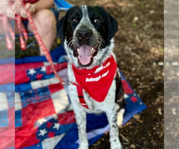 Medium Photo #6 German Shorthaired Pointer-Unknown Mix Puppy For Sale in Canton, CT, USA