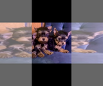 Small #2 Yorkshire Terrier