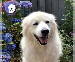 Great Pyrenees Dogs for adoption in Spring, TX, USA
