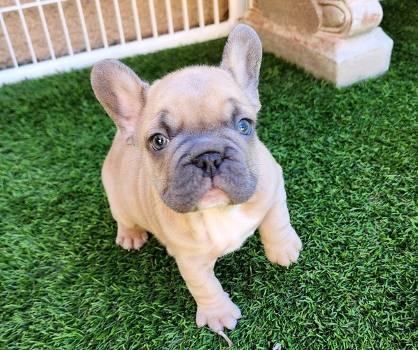 Medium Photo #12 French Bulldog Puppy For Sale in LAS VEGAS, NV, USA