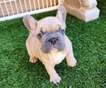 Small #11 French Bulldog
