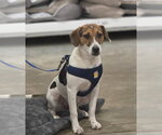 Small Photo #3 Beagle-Unknown Mix Puppy For Sale in Sanford, FL, USA