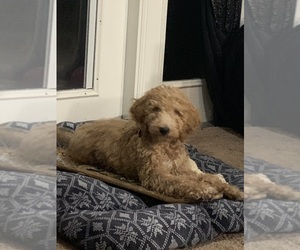 Goldendoodle (Miniature) Puppy for sale in PRINCETON, NC, USA