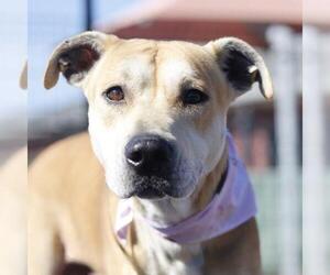 American Staffordshire Terrier-Unknown Mix Dogs for adoption in San Antonio, TX, USA