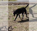Small #8 Labrador Retriever Mix