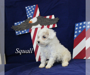 Poodle (Toy) Puppy for sale in CHANUTE, KS, USA