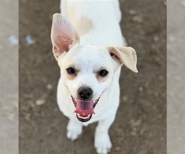 Medium Photo #1 Chihuahua Puppy For Sale in Bakersfield, CA, USA