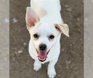 Chihuahua Dogs for adoption in Bakersfield, CA, USA