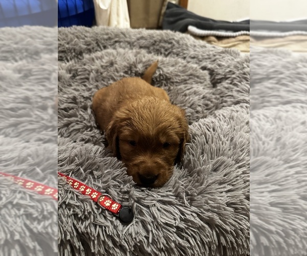 Medium Photo #3 Golden Retriever Puppy For Sale in ELIZABETH CITY, NC, USA