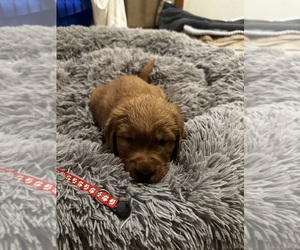 Medium Golden Retriever